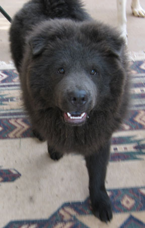 Fozzie-Bear at 5 months