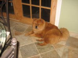 Koko lounging in the kitchen