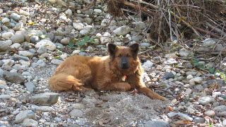 Casha happy at the river