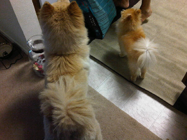 Chow time w/ her brother Oso the Pom!