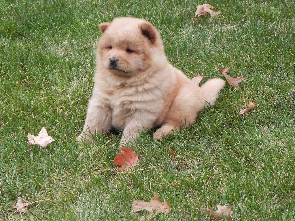 Biscuit's first day-10-23-10 013.jpg