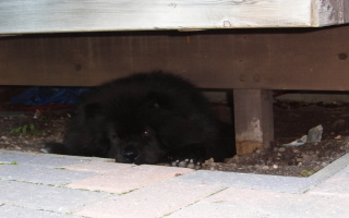 small Henry under deck.jpg