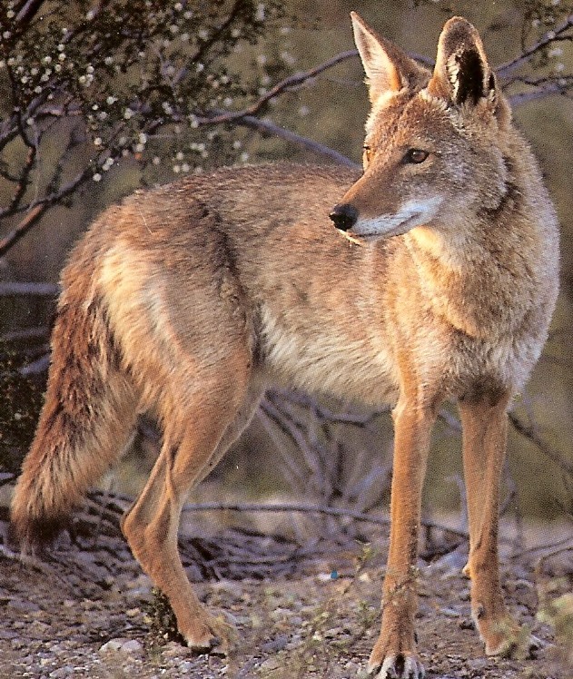 Side view of a coyote