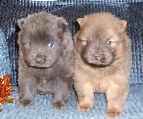 Leonidas (left) and Maximus (right) born 09/17/11