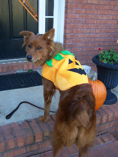 Dixie the pumpkin