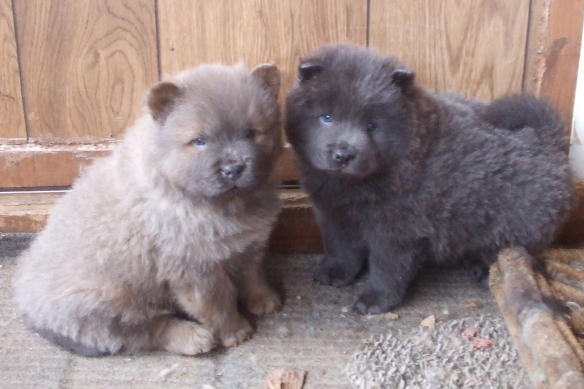 Leo (blue) and Max (cinnamon) at six weeks