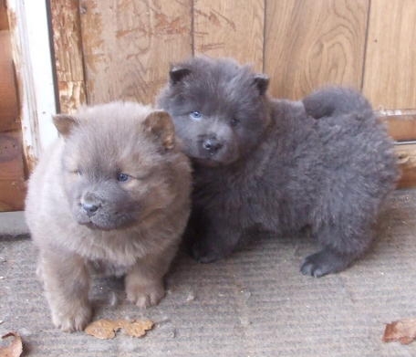 Leo and Max ... he's getting so blue :)