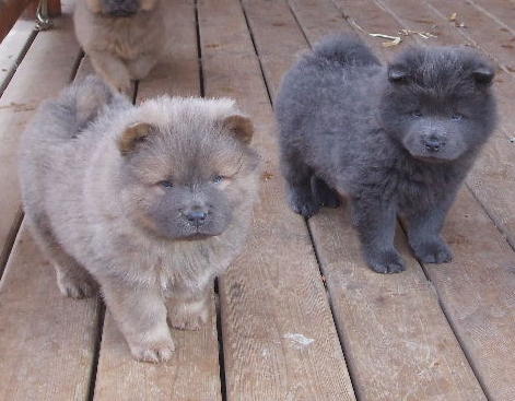 Maximus (left) showing his stately grace and Leo (right) looking like the &quot;little&quot; brother.