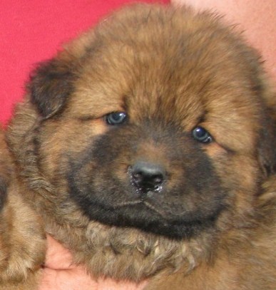 chowchow_wk6.JPG