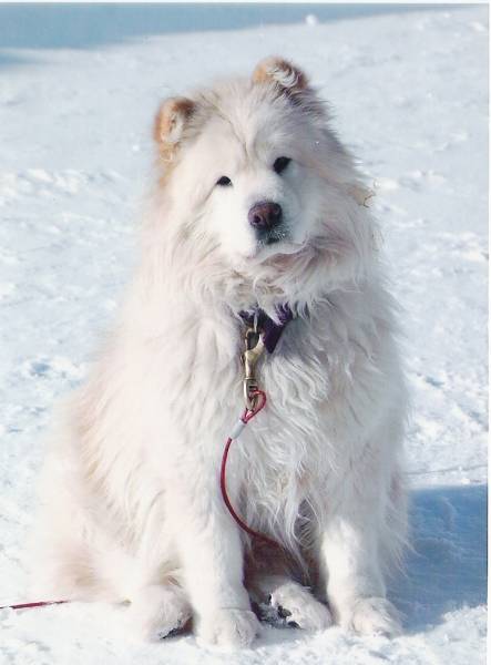 2006 Snowy Kimba.jpg