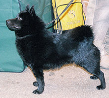 Schipperke.jpg