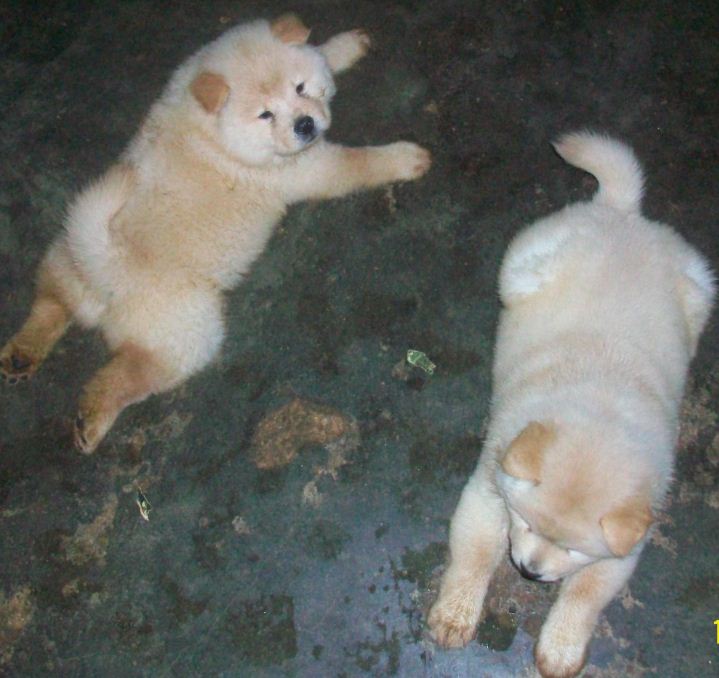 Sultan and Dastan, 1.5 months puppies