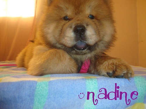 here is Nadine's picture.:)