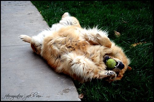 Missy with tennis ball