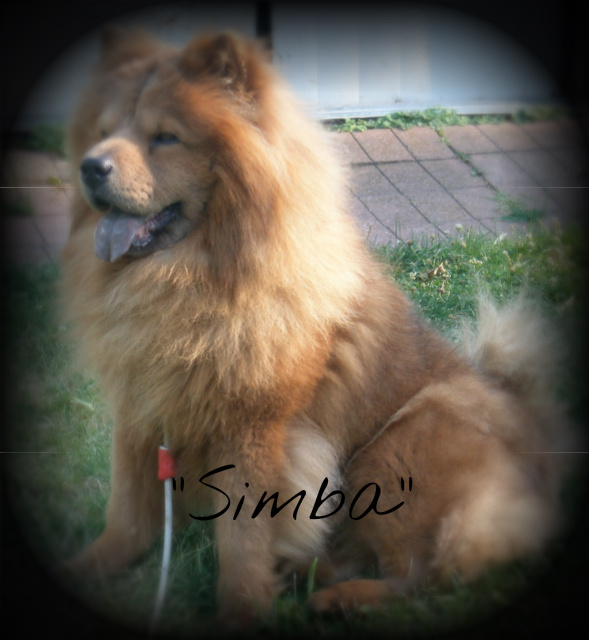 Simba 3yr old AKC registered male.