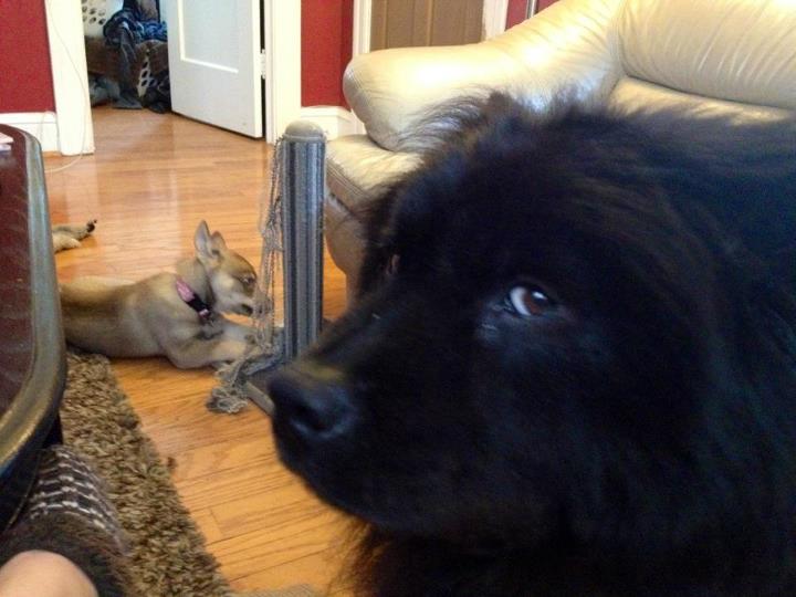 With his puppy sister Luna, shortly after she moved in. Prince's face says it all!
