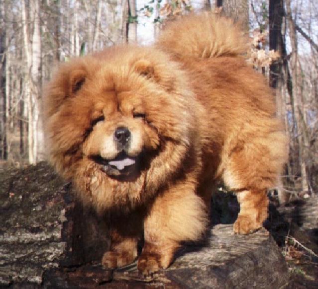 dog on a log