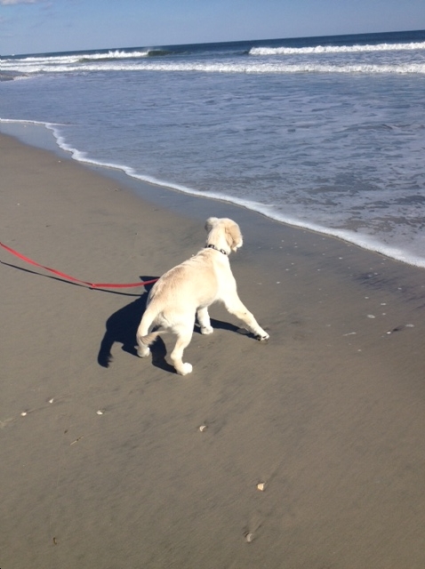 bella at the ocean.jpg