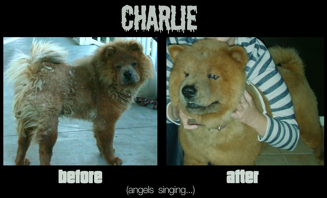 Charlie Before and After copy smaller.jpg