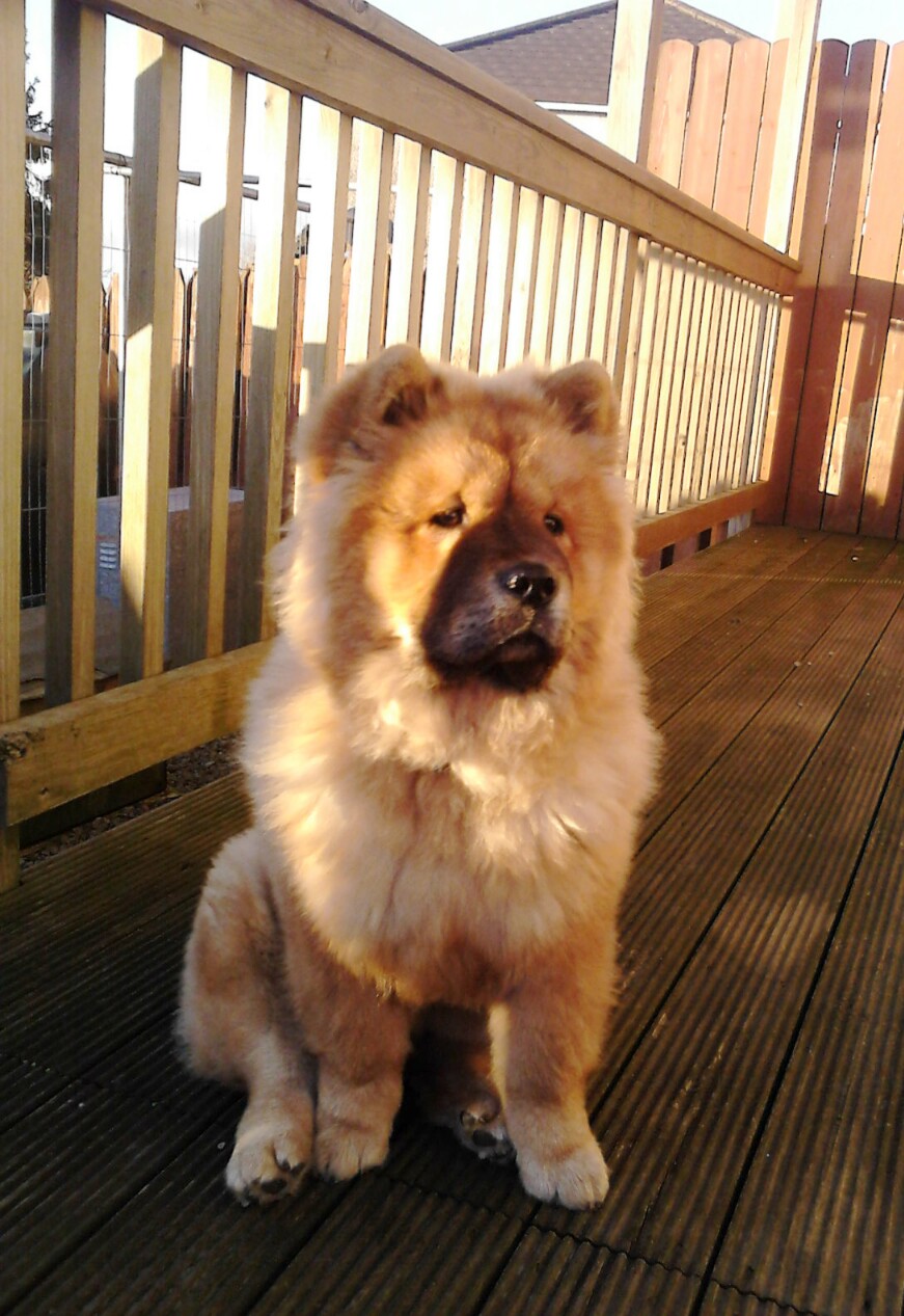 chillin in the garden at 6 months, posing as usual :)