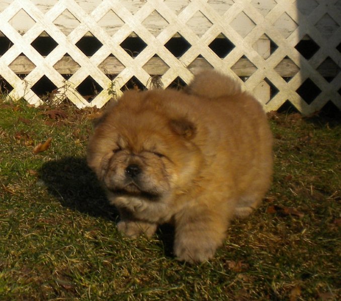 Light Red Girl at 5 weeks