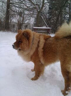 Achilles first snow