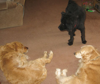 Berkley with Katie (L) &amp; Breezer (R)