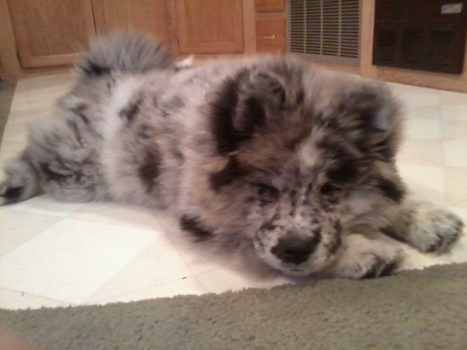 My Blue Merle as a puppy