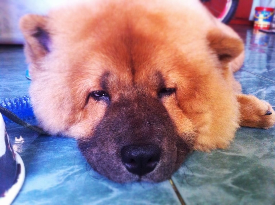 My 6 month old chow.. His name is king..