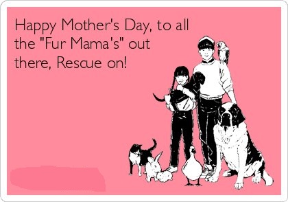 rescue mamas.jpg