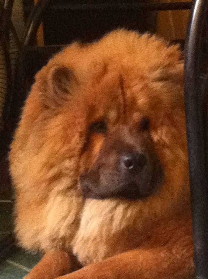 My 8-month old chow chow