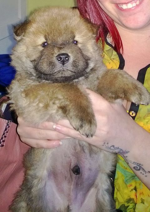 Teddy 5Wks