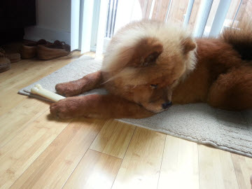 archer the lion with a new bone! shrunk.jpg