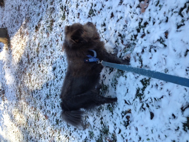 Zoey first snow.jpg