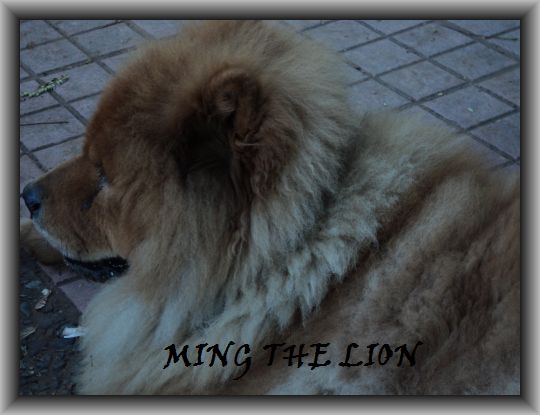 MING THE LION.jpg