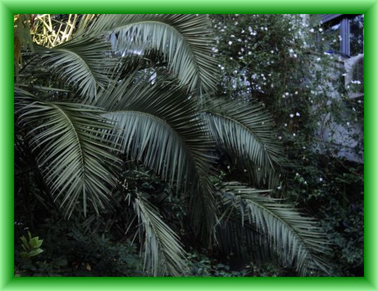 WHITE JASMINE GROWING UP A PALM TREE.jpg