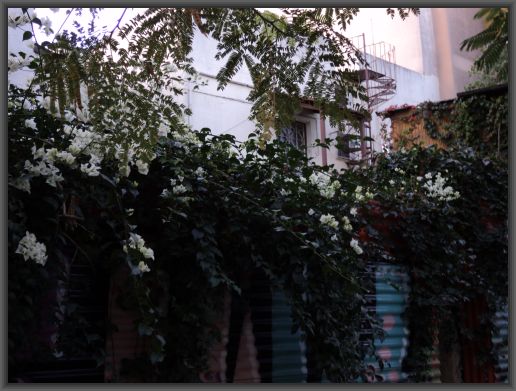 WHITE BOUGAINVILLA GROWING OVER MY NEIGHBOUR'S FENCE.jpg