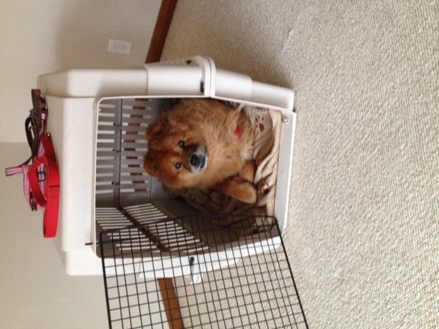 Abby in Crate.jpg