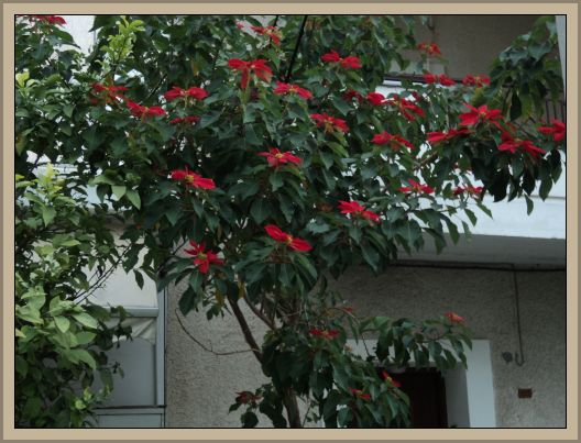 ALEXANDER THE GREAT PLANT (TREE) IN NEXT DOOR GARDEN.jpg