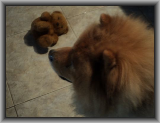 MING'S NEW TEDDY - THE OLD ONE GOT MURDERED!.jpg