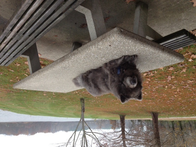 Zoey IL. picnic table.jpg