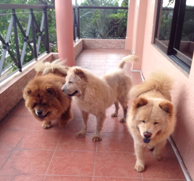 Simba, Sally and Nala from left to right