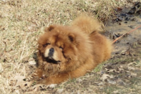 chow  cooling in a mud puddle