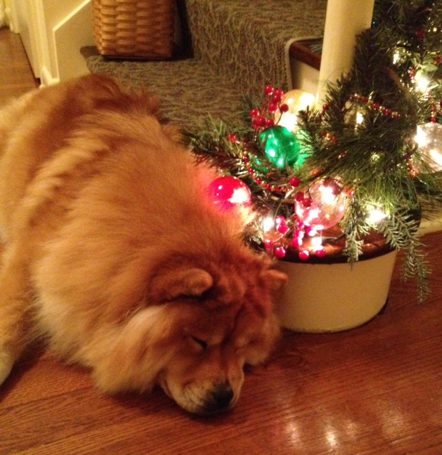 MeiMei sleeping at foot of staircase.