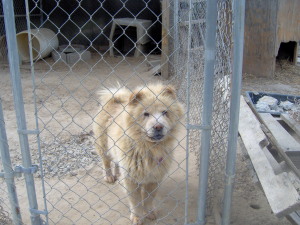 SC cream female chow looking for a home