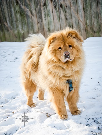 Princess in the snow