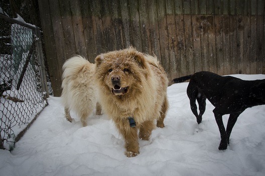 Princess in the snow with Kepler and one of the chowskies