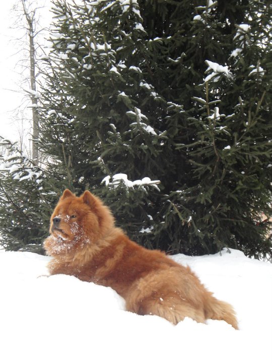 Our Chow -Charlie, enjoying our Canadian Winter  :-)
