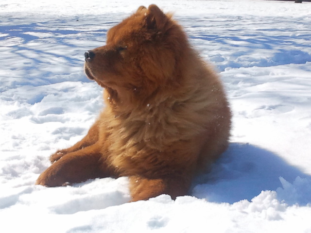 Charlie Luvs our Canadian Winters