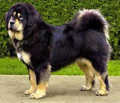 Tibetan Mastiff.jpg